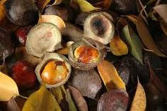 Manfaat jengkol