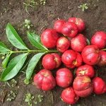 Manfaat Mahkota Dewa Dan Resep Cara Penggunaannya