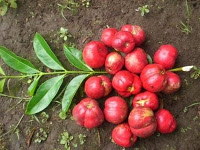 Manfaat Mahkota Dewa Dan Resep Cara Penggunaannya