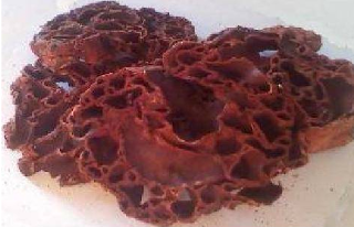 Jual Sarang Semut Papua Asli Murah