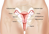 Cara mengatasi Vagina Kering