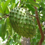 Manfaat Buah Sirsak Bagi Tubuh