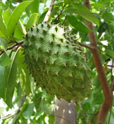 Manfaat Buah Sirsak Bagi Tubuh