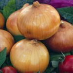 5 Manfaat Bawang Bombai Bagi Kesehatan