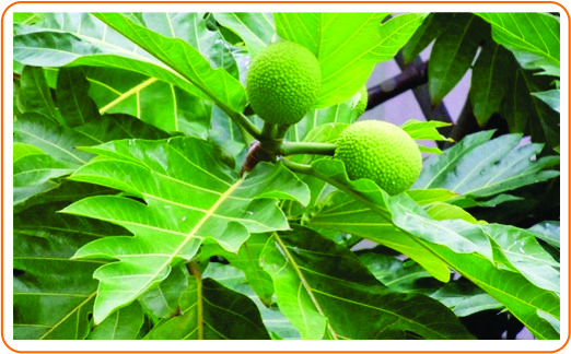 1 daun sukun