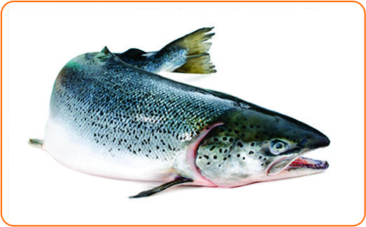 12 salmon