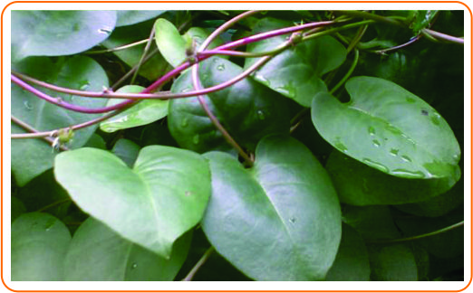 2 daun binahong