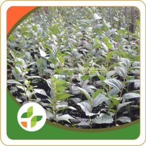 jual bibit pohon bidara arab