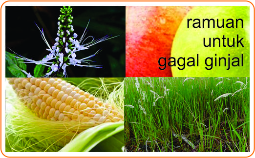 8 ramuan gagal ginjal