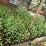 Mengenal Jenis-Jenis Pohon Bidara