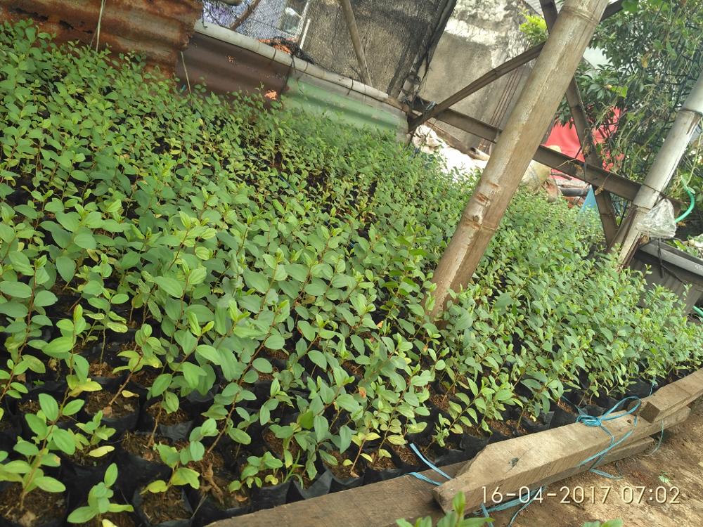Mengenal Jenis-Jenis Pohon Bidara