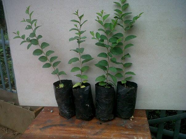 Manfaat Daun Bidara