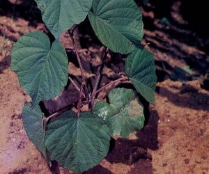 khasiat-dan-manfaat-bidara-upas