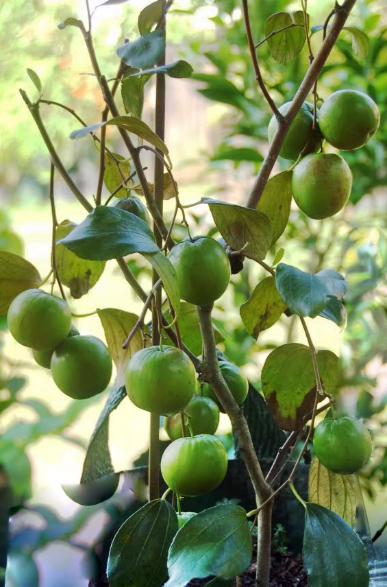 buah bidara dalam al quran