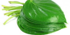 manfaat daun sirih 