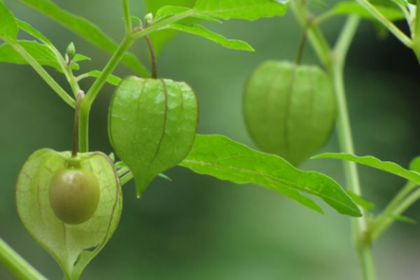 Tak disangka, Tanaman Ciplukan Buah Sakti Yang Memiliki Banyak Manfaat