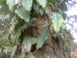 Bagian Cabe Jawa Untuk Kesehatan