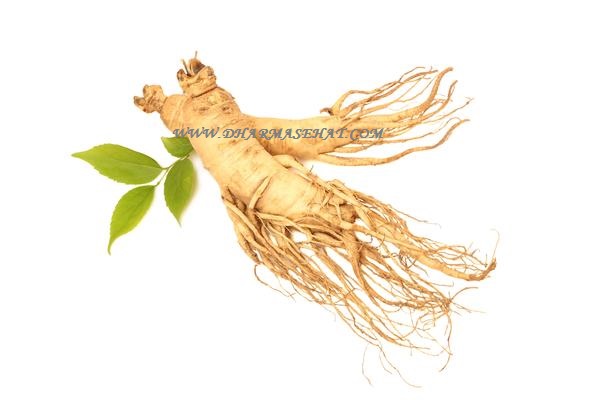 Mengetahui Manfaat Ginseng Bagi Kesehatan