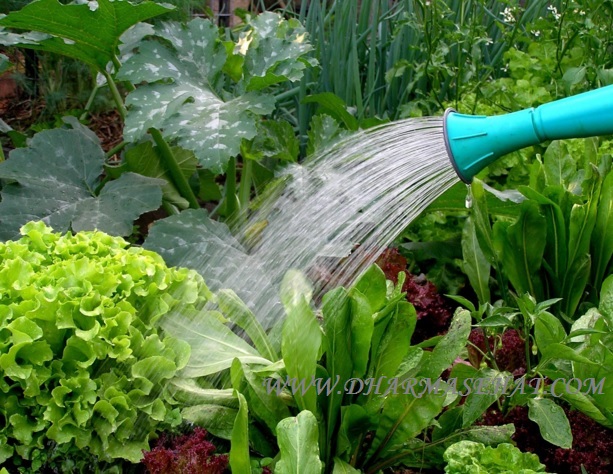 Tips Sukses Budidaya Tananaman Sayur