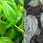 Sering Digunakan Sebagai Perawatan Organ Intim, Inilah Manfaat Lain Dari Daun Sirih