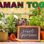 Tanaman Herbal Yang Mudah Ditanam di Halaman Rumah dan Memiliki Banyak Manfaat