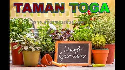 Tanaman Herbal Yang Mudah Ditanam di Halaman Rumah dan Memiliki Banyak Manfaat
