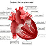 7 Rahasia Menjaga Kesehatan Jantung